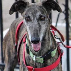 CHORRONA chien à adopter