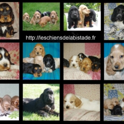 tres  beaux chiots cocker anglais