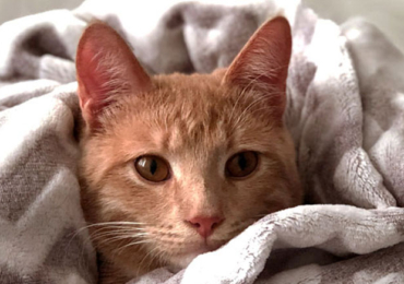 Combien coûte un chat à l&rsquo;achat et à l&rsquo;année ?