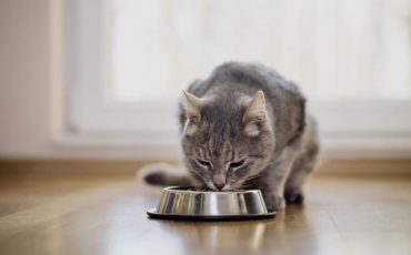 Comment rafraîchir son chat en été ?