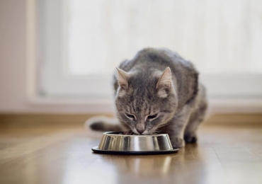 Comment rafraîchir son chat en été ?