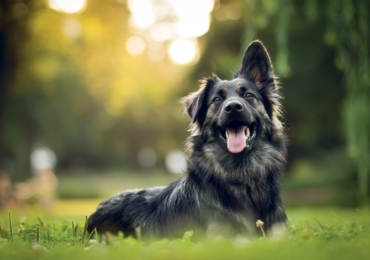 Noms de chiens avec la lettre T en 2022