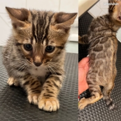 Tiger spectaculaire mâle bengal loof – très ht de gamme