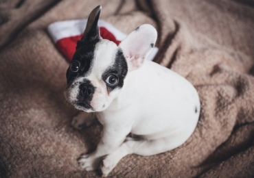 Offrir un chien ou un chat à Noël : c&rsquo;est NON !
