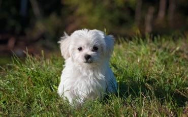 Acheter un chien : Pourquoi acheter un chien  LOF ?