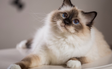 Adopter un Sacré de Birmanie : Comment faire ?