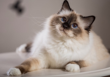 Adopter un Sacré de Birmanie : Comment faire ?