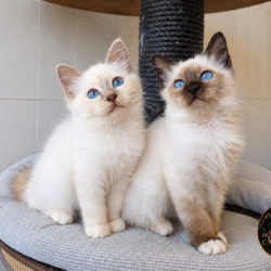 Chatons sacré de birmanie LOOF porteur cinnamon
