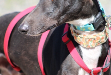 HARRISON, jeune et magnifique galgo