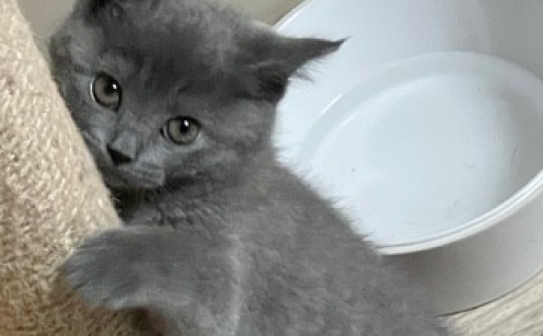 Magnifique Chaton Chartreux Tout Chat Tout Chien