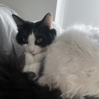 Donne chatte européenne de 16 mois blanche et noire