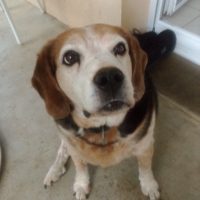 donne chien cause départ en Afrique