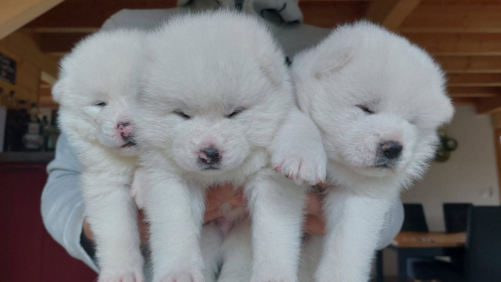 Chiots Akita inu blanc