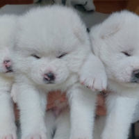 Chiots Akita inu blanc