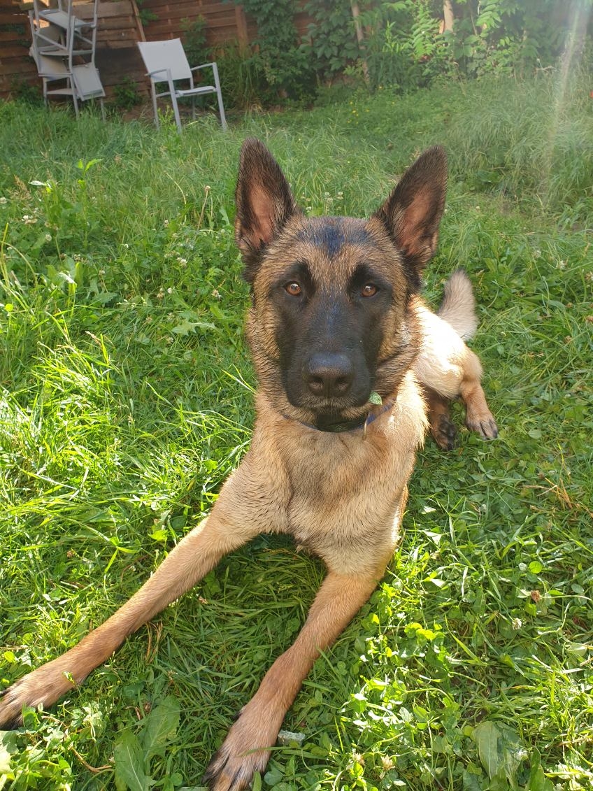 berger belge malinois