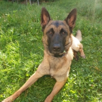 berger belge malinois