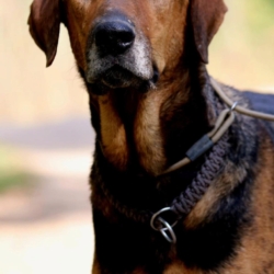 THEO, un chien merveilleux