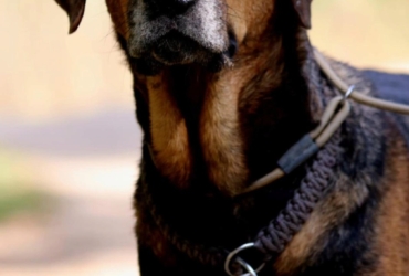 THEO,  un chien merveilleux