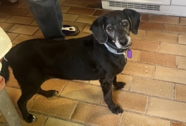 BIMON, petit chien senior