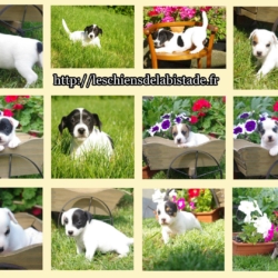 jolis petits chiots jack russel