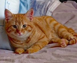 Tout Chat Tout Chien Rencontrez Votre Futur Animal Adoption Bienveillante