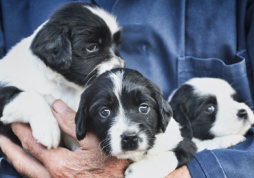 Les 5 questions à poser à un éleveur