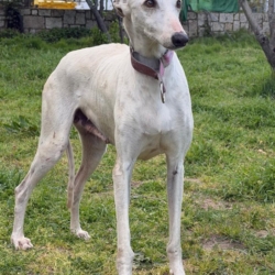 LIMA – chien à adopter