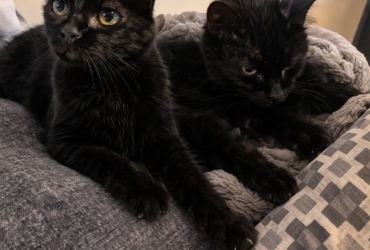 🐾 Don de 2 chattes noires de 15 ans (sœurs) 🐾