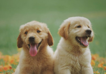 Où acheter un chien ?