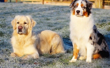 Le classement des 10 races de chiens préférées des Français
