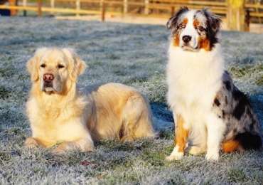 Le classement des 10 races de chiens préférées des Français