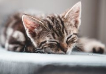 Chaton gratuit : conseils et précautions avant l&rsquo;adoption