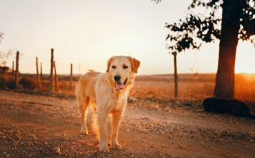 Adopter un Golden Retriever : Que faut-il prendre en compte ?