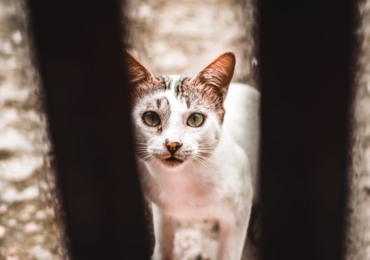 Lutte contre la maltraitance animale : ce qui sera désormais interdit par la loi