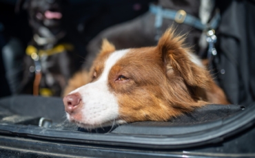 Où faire garder mon chien en vacances : conseil pour le garder heureux pendant votre absence