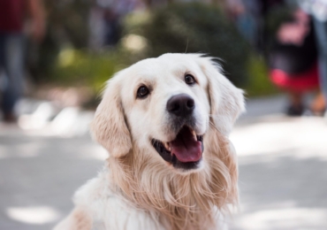 Noms de chien avec la lettre T en 2022