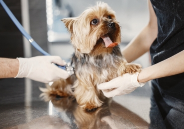 La vaccination pour votre chien : le meilleur moyen de le protéger  !