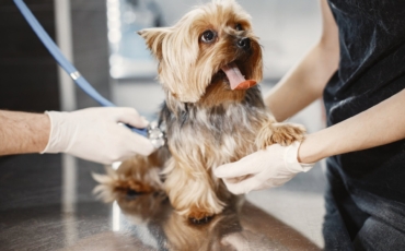 La vaccination pour votre chien : le meilleur moyen de le protéger  !