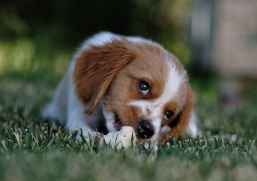 Le printemps : Quels sont les dangers pour votre chien ?