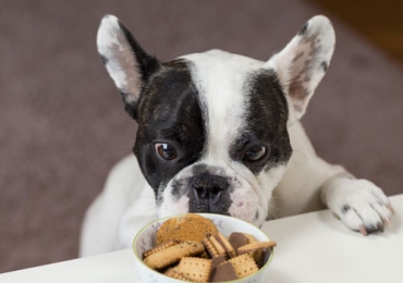 Quels sont les aliments toxiques à ne pas donner à son chien ?