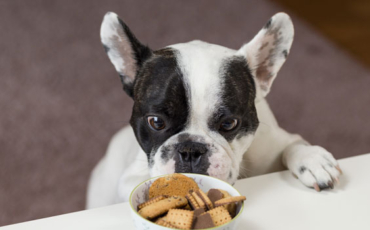 Quels sont les aliments toxiques à ne pas donner à son chien ?