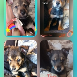 Chien Donner Chiot Donner Annonces De Refuges Et De Particuliers