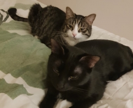 Tout Chat Tout Chien Rencontrez Votre Futur Animal Adoption Bienveillante