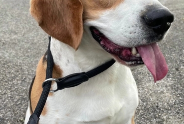 Donne chien beagle LOF