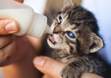 Les Risques de ne pas Respecter le Sevrage d’un Chat.