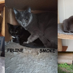 Chat A Donner Chatons A Donner Annonces De Refuges Et De Particuliers