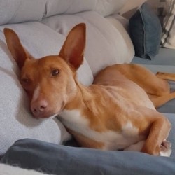 SOMBRA, petite chienne adorable et affectueuse