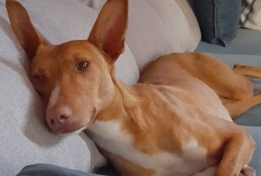 SOMBRA, petite chienne adorable et affectueuse