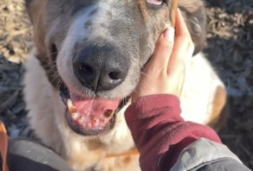 DAGA, 8 ans. Merveilleuse Mastine à adopter.