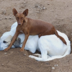 PROMISSE, petite chienne de 3 ans